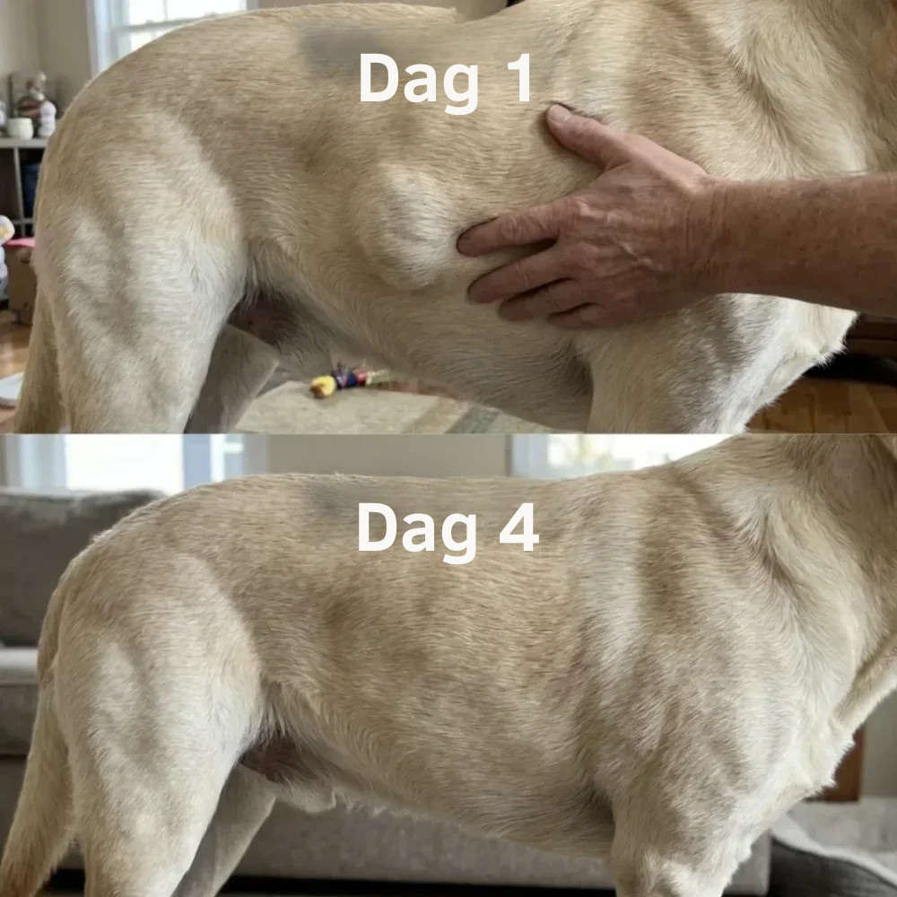 PawVital™ | Hjælp din hund med at føle sig mere som sig selv igen