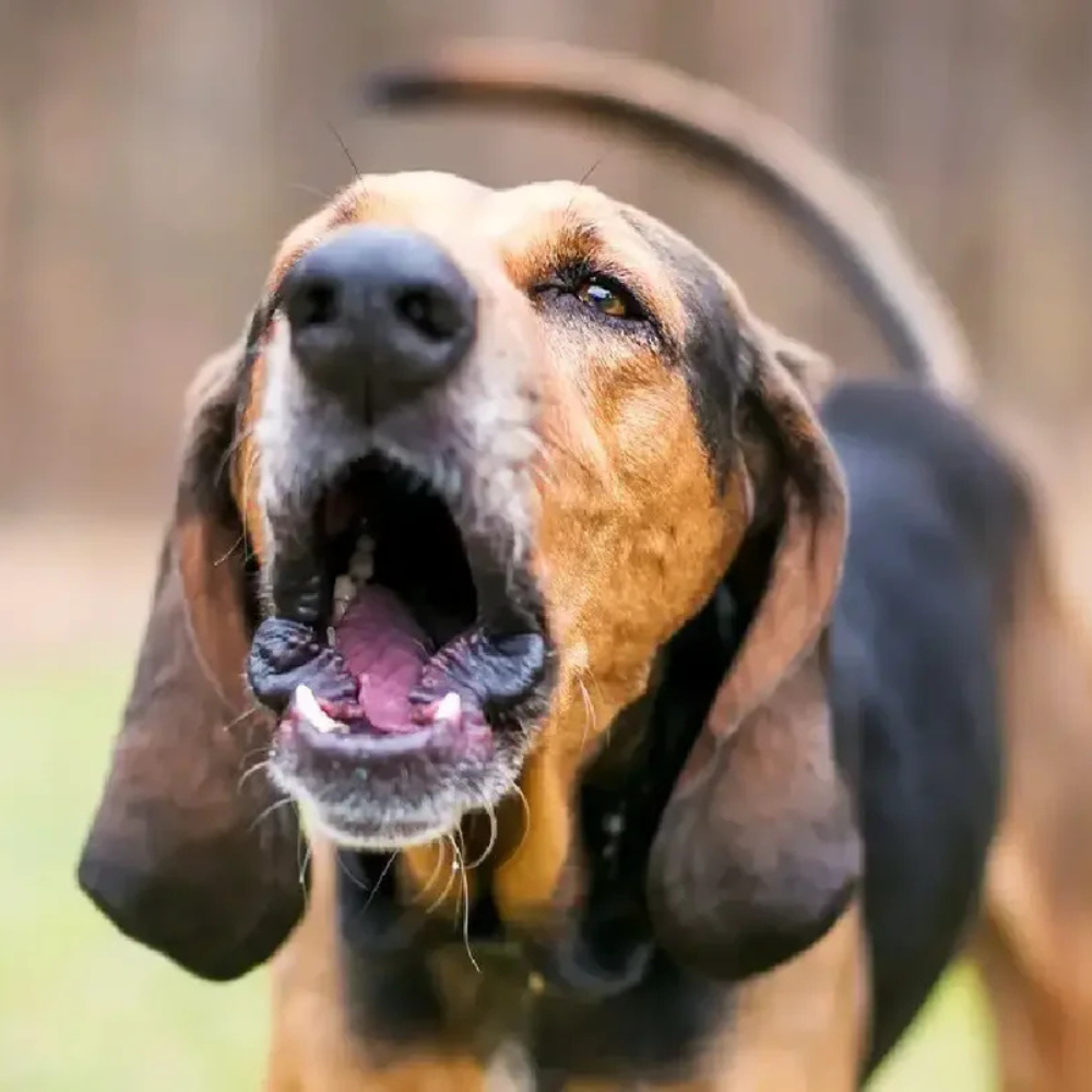 CalmTrainer™ | Få mere ro, lydighed og harmoni med din hund