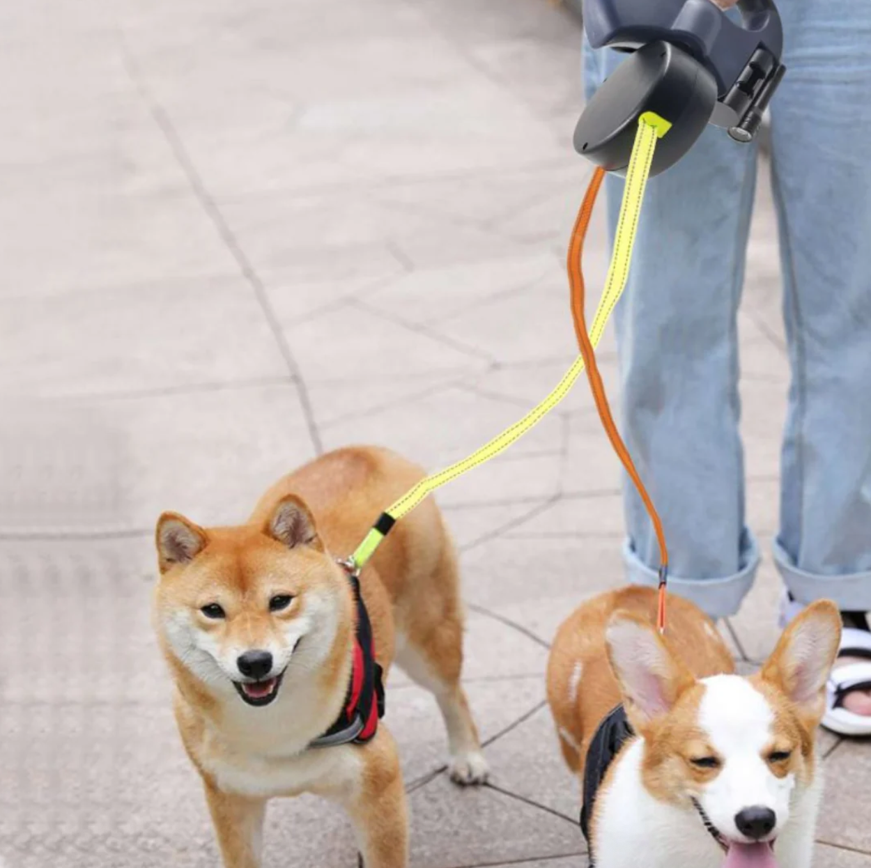 WalkMate™ | Du har aldrig før haft det så nemt at lufte dine hunde!