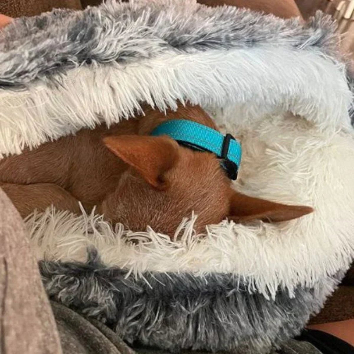 CozyCave™ | Den velkendte seng til kat og hund