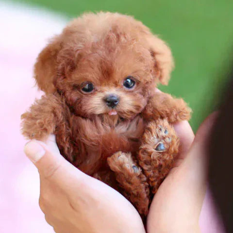 FluffPuppy™ | Den søde hundehvalp uden besvær